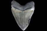 Serrated, Fossil Megalodon Tooth - Killer Monster Meg #86673-2